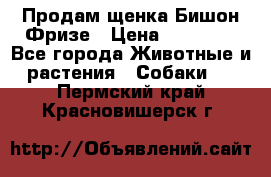 Продам щенка Бишон Фризе › Цена ­ 30 000 - Все города Животные и растения » Собаки   . Пермский край,Красновишерск г.